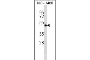 Western blot analysis in NCI-H460 cell line lysates (35ug/lane). (SOCS4 antibody  (AA 224-253))
