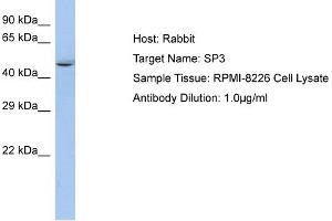 Host: Rabbit Target Name: SP3 Sample Type: RPMI-8226 Whole Cell lysates Antibody Dilution: 1. (Sp3 antibody  (N-Term))