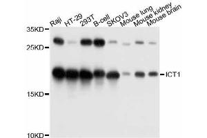 Western blot analysis of extracts of various cell lines, using ICT1 antibody. (ICT1 antibody  (AA 30-206))