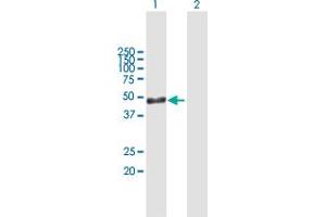 ARL6IP4 antibody  (AA 1-360)