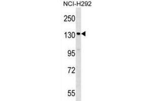 Western Blotting (WB) image for anti-Signal-Induced Proliferation-Associated 1 (SIPA1) antibody (ABIN2999130)
