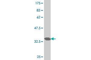 Western Blot detection against Immunogen (34. (PAX7 antibody  (AA 351-434))