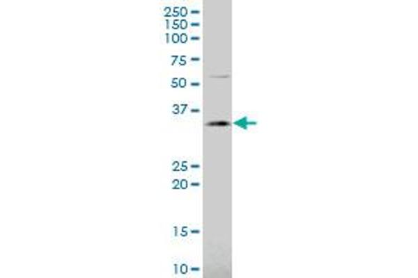 TSEN34 antibody  (AA 1-99)