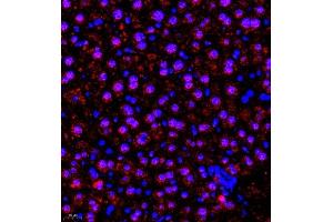 Immunofluorescence of paraffin embedded mouse liver using SR140 (ABIN7076091) at dilution of 1:600 (400x lens) (SR140 antibody)