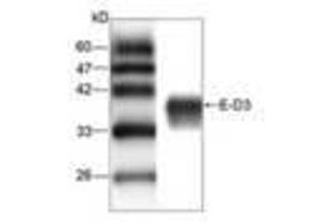 Image no. 1 for anti-Japanese Encephalitis Virus (JEV) (AA 291-402) antibody (ABIN791588)