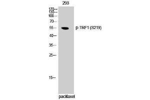 Western Blotting (WB) image for anti-Telomeric Repeat Binding Factor (NIMA-Interacting) 1 (TERF1) (pSer219) antibody (ABIN3179557) (TRF1 antibody  (pSer219))