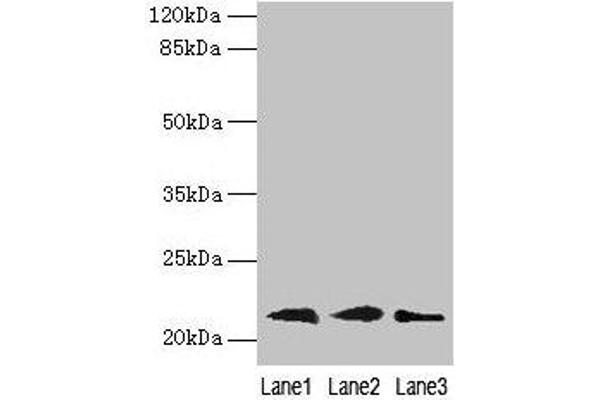 RAP1B antibody  (AA 1-181)
