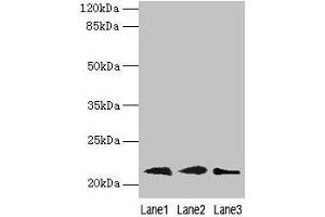 Western blot All lanes: RAP1B antibody at 0. (RAP1B antibody  (AA 1-181))