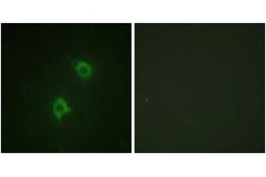 Immunofluorescence analysis of NIH-3T3 cells, using Syntaxin 1A (Ab-14) Antibody. (STX1A antibody  (AA 1-50))