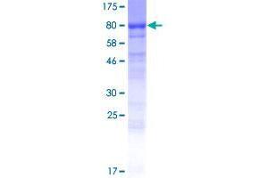 EF-Hand Calcium Binding Domain 7 (EFCAB7) (AA 1-629) protein (GST tag)