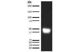 Western Blotting (WB) image for anti-Leucine-Rich alpha-2 Glycoprotein 1 (LRG1) antibody (Biotin) (ABIN5567234) (LRG1 antibody  (Biotin))