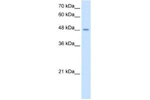 TMPRSS11D antibody  (N-Term)