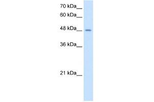 WB Suggested Antibody Titration:  2. (TMPRSS11D antibody  (N-Term))