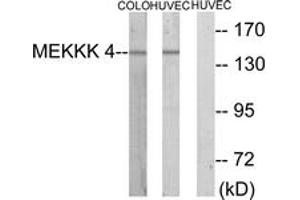 Western Blotting (WB) image for anti-Mitogen-Activated Protein Kinase Kinase Kinase Kinase 4 (MAP4K4) (AA 406-455) antibody (ABIN2889367) (MAP4K4 antibody  (AA 406-455))