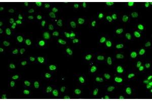 Immunofluorescence analysis of A-549 cells using PHF19 Polyclonal Antibody (PHF19 antibody)