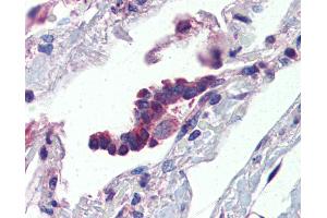 Anti-PLUNC antibody IHC of human lung, respiratory epithelium. (BPIFA1 antibody  (AA 101-150))