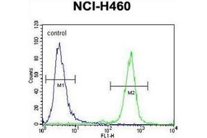Flow cytometric analysis of NCI-H460 cells using PURB Antibody (C-term) Cat. (PURB antibody  (C-Term))