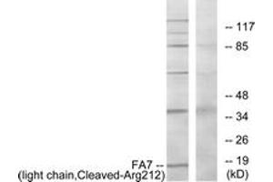Western blot analysis of extracts from Jurkat cells, treated with eto 25uM 24h, using FA7 (light chain,Cleaved-Arg212) Antibody. (Factor VII antibody  (Cleaved-Arg212))