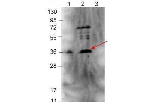 Western blot showing detection of 0. (p39 antibody)