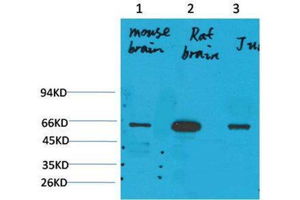 KCNK10 antibody