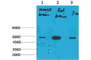 Western Blot (WB) analysis of 1) Mouse Brain Tissue, 2)Rat Brain Tissue , 3) Jurkat with KCNK10(TREK-2) Rabbit Polyclonal Antibody diluted at 1:2000. (KCNK10 antibody)