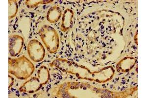 Immunohistochemistry of paraffin-embedded human kidney tissue using ABIN7170782 at dilution of 1:100