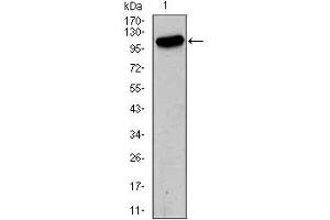 Western blot analysis using GRIA2 mouse mAb against HeLa (1) cell lysate.