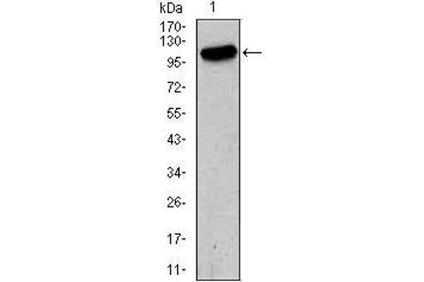 GRIA2 抗体  (AA 652-807)