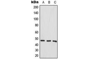 Western blot analysis of Aurora A expression in MCF7 (A), SP2/0 (B), H9C2 (C) whole cell lysates. (Aurora A antibody  (C-Term))
