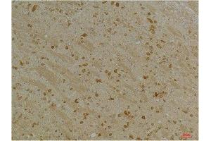 KCNH5 antibody
