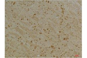 Immunohistochemical analysis of paraffin-embedded Mouse BrainTissue using Kv10. (KCNH5 antibody)