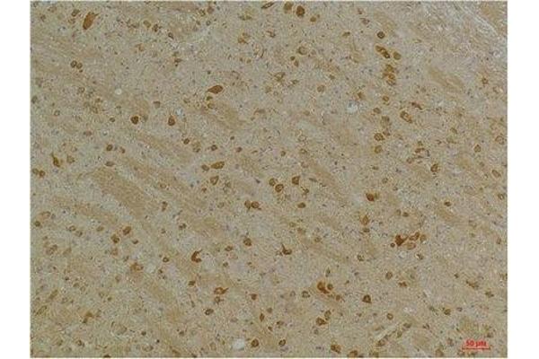 KCNH5 antibody