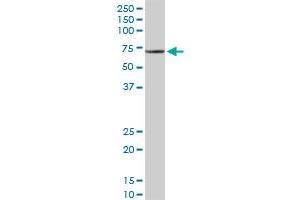 TRAF3IP2 MaxPab rabbit polyclonal antibody. (TRAF3IP2 antibody  (AA 1-565))