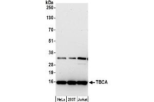 anti-Tubulin Folding Cofactor A (TBCA) (AA 58-108) antibody