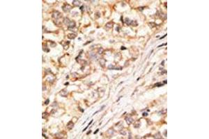 Image no. 1 for anti-Gap Junction Protein, delta 2, 36kDa (GJD2) (AA 292-321), (C-Term) antibody (ABIN357101)
