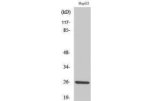 Western Blotting (WB) image for anti-Interleukin 32 (IL32) (C-Term) antibody (ABIN3185173) (IL32 antibody  (C-Term))