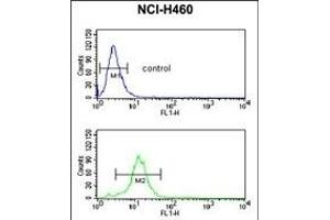 C Antibody (C-term) 799b flow cytometric analysis of NCI- cells (bottom histogram) compared to a negative control cell (top histogram).
