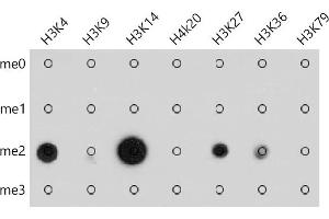 Dot-blot analysis of all sorts of methylation peptides using Pan DiMethyl-lysine antibody (ABIN7266777) at 1:1000 dilution. (Dimethyl-Lysine antibody)