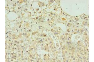 Immunohistochemistry of paraffin-embedded human adrenal gland tissue using ABIN7168735 at dilution of 1:100