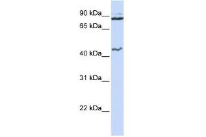 MCM9 antibody used at 1 ug/ml to detect target protein.