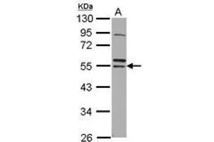 Image no. 1 for anti-Ring Finger Protein 14 (RNF14) (AA 1-260) antibody (ABIN1500719) (RNF14 antibody  (AA 1-260))