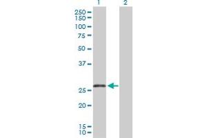 Western Blot analysis of TNFRSF13C expression in transfected 293T cell line by TNFRSF13C MaxPab polyclonal antibody. (TNFRSF13C antibody  (AA 1-184))
