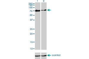 Western blot analysis of CHFR over-expressed 293 cell line, cotransfected with CHFR Validated Chimera RNAi (Lane 2) or non-transfected control (Lane 1). (CHFR antibody  (AA 1-652))