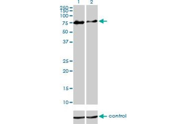 CHFR antibody  (AA 1-652)