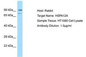 Image no. 1 for anti-Heat Shock 70kDa Protein 12A (HSPA12A) (AA 164-213) antibody (ABIN6749883) (HSPA12A antibody  (AA 164-213))