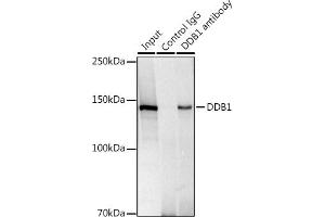 Immunoprecipitation (IP) image for anti-Damage Specific DNA Binding Protein 1 (DDB1) antibody (ABIN7266673)