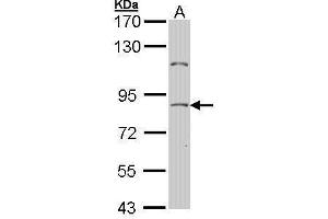 WB Image Sample (30 ug of whole cell lysate) A: Hela 7. (TCF25 antibody  (C-Term))