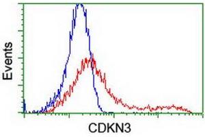 HEK293T cells transfected with either RC213080 overexpress plasmid (Red) or empty vector control plasmid (Blue) were immunostained by anti-CDKN3 antibody (ABIN2455052), and then analyzed by flow cytometry. (CDKN3 antibody)
