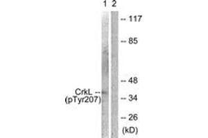 Western blot analysis of extracts from COS7 cells, using CrkL (Phospho-Tyr207) Antibody. (CrkL antibody  (pTyr207))