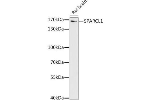 SPARCL1 antibody  (AA 17-300)
